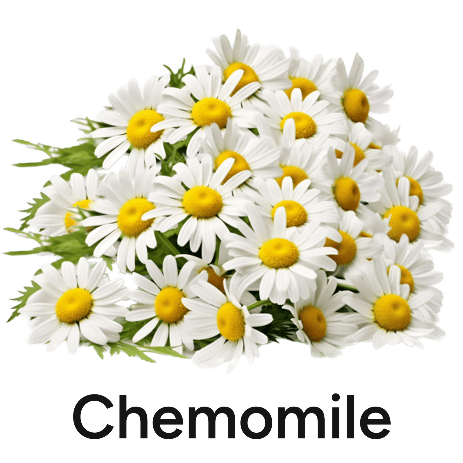 chemomile